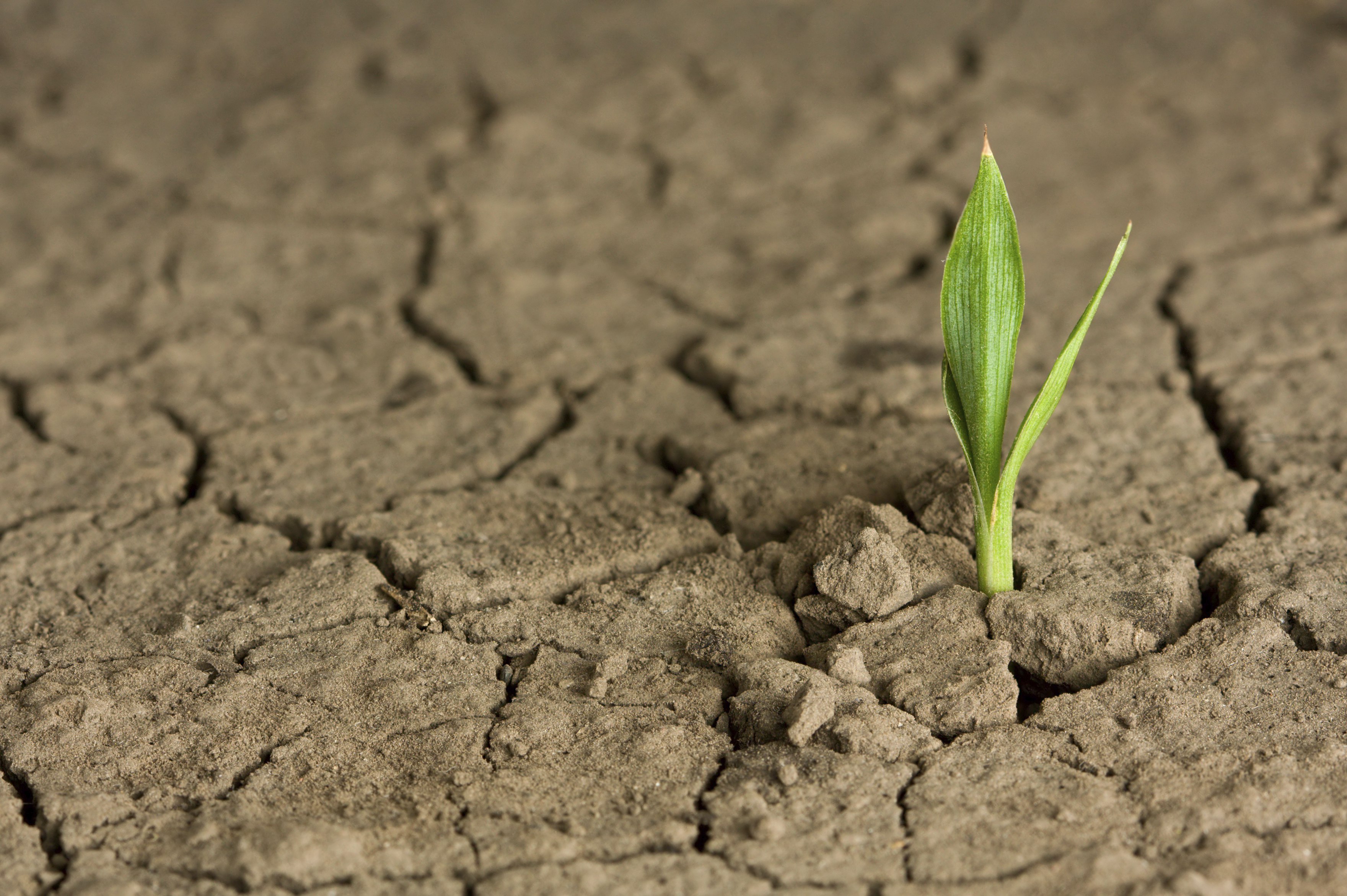 La Iglesia pide a los líderes del mundo firmar un acuerdo a favor del Cuidado de la Casa Común.