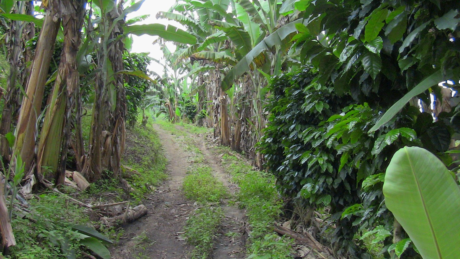 El Papa pide un “desarrollo integral” que favorezca al hombre y no contradiga a Dios