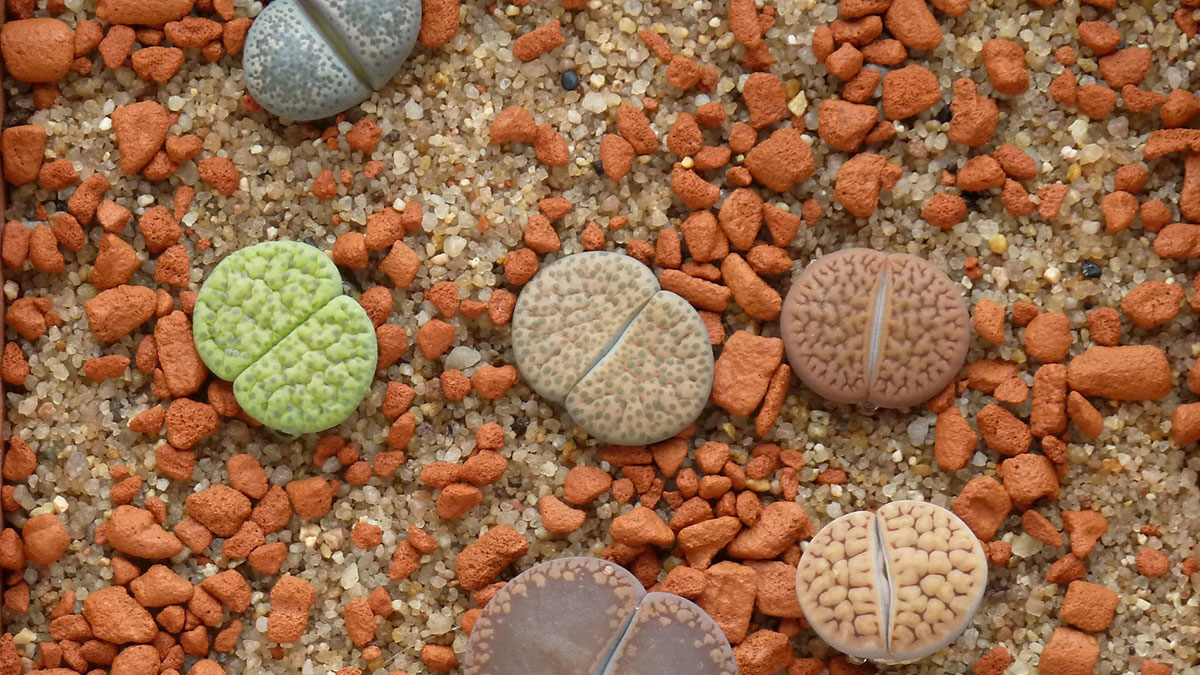 Las pequeñas piedras del gigante edificio