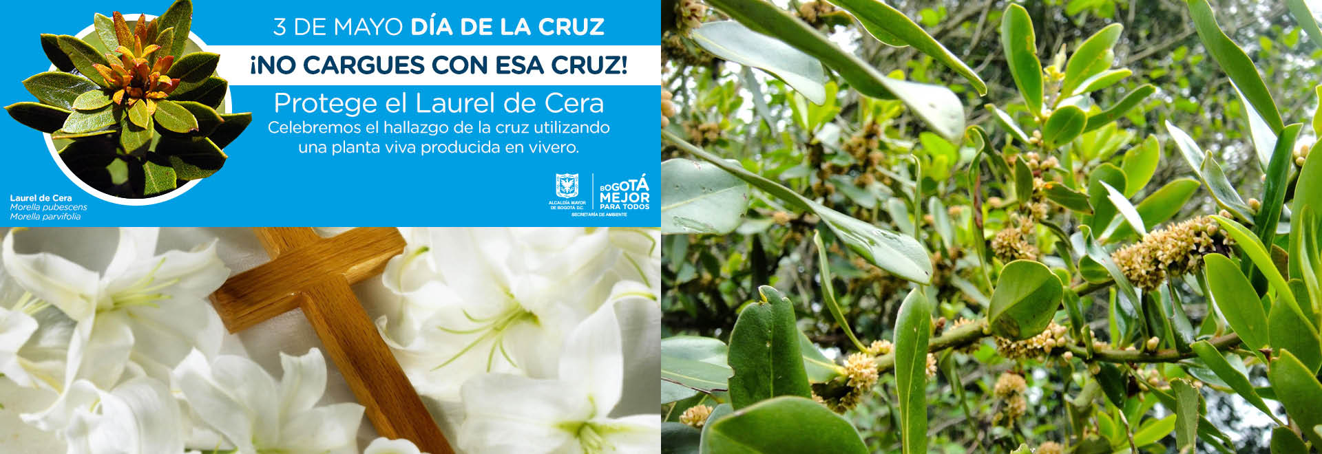 El cristiano debe proteger la Creación: celebre el hallazgo de la Cruz con plantas de vivero