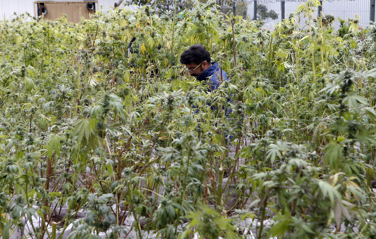 La Santa Sede se opone a legalizar las drogas