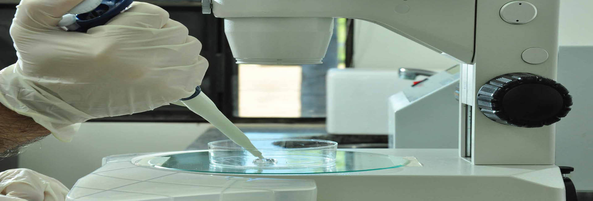 La ciencia debe respetar a los más débiles, los embriones no son material desechable